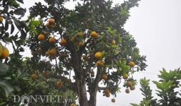 Cây bưởi cổ thụ cao hơn 5m có giá nửa tỷ đồng