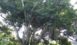 Cây vải thiều Hải Dương được công nhận kỷ lục Việt Nam