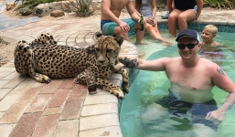 Rùng mình chứng kiến du khách vuốt ve báo gấm