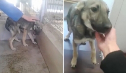 Xúc động cảnh chú chó 'khóc' thảm thiết khi lần đầu được yêu thương