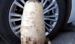 Củ cải “khủng” nặng 10kg, cao ngang bánh xe ô tô