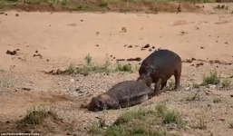 Video hà mã hung hãn tấn công, ăn thịt xác chết của đồng loại