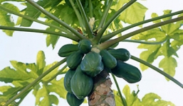 Clip tặng cây đu đủ làm quà cưới khiến cư dân mạng xôn xao