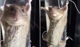 Video: Trói tứ chi chuột vào chai thủy tinh, tra khảo vì ăn cắp chuối