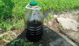 Bắt quả tang một phụ nữ dùng nhớt thải tưới rau muống ở Sài Gòn