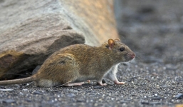 Bé gái 4 tháng tuổi bị chuột cắn tử vong  khi mẹ vắng nhà