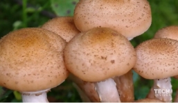 Cận cảnh nấm 'khổng lồ', sát thủ cây cối 2000 năm tuổi