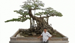 Cây sanh quý đại gia “khao khát” trả hơn 1 tỷ không bán