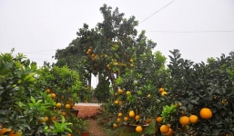 Chiêm ngưỡng cây bưởi cao 5m với giá 'nghìn đô'