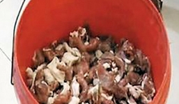 Hãi hùng khi phát hiện thịt lợn phát sáng trong đêm