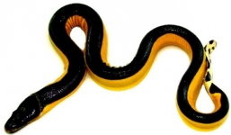 Hàng loạt rắn biển độc tràn vào bờ sau bão