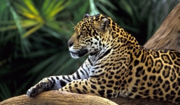 Video: Hé lộ cuộc sống những động vật nguy hiểm nhất vùng Amazon