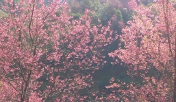 La Pán Tẩn đẹp rực rỡ mùa hoa Tớ Dày