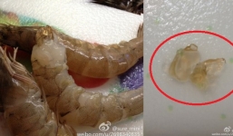 Rụng rời phát hiện gel lạ trong đầu tôm sú