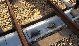 Video: Cận cảnh đường dành riêng cho rùa ở Nhật