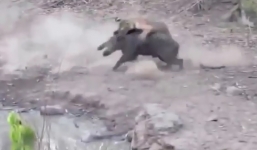 Lợn rừng gục trước đòn tấn công bất ngờ của mãnh hổ