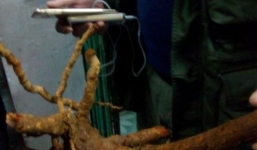 Uống nhầm nước thuốc sắc từ cây ngón, hai người chết