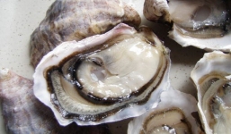 Video: Kinh hãi với sán trong hàu sống trên bàn tiệc