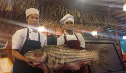 Bắt được cá tra nặng 200kg, cá trà sóc 'khủng' trên sông Mêkông 