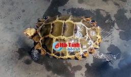 Bắt được rùa vàng quý hiếm giá trăm triệu ở Hà Tĩnh