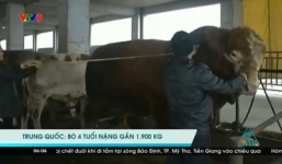 Cận cảnh bò khổng lồ nặng 2 tấn