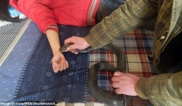 Cha nghèo dùng rắn hổ mang chữa bệnh cho con gái