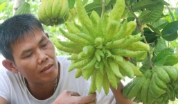 Quả phật thủ kỳ lạ 12 triệu đồng không bán