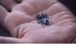 'Siêu cao thủ' vung kiếm chém đứt đôi ruồi đang bay