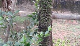 Hai cây chuối kỳ lạ cho ra hàng trăm nải/buồng ở Hà Tĩnh