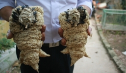 Đôi chân gà Đông Tảo khủng 30 triệu ngâm trong bình