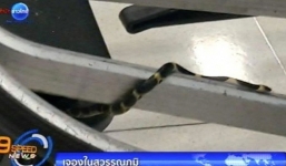 Video: Hoảng hốt phát hiện rắn tại sân bay Thái Lan