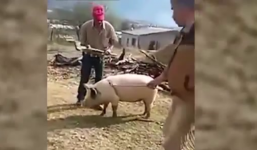 Video: Người đàn ông tự đập rìu vào đầu khi cố giết lợn