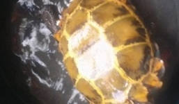 Tình tiết lạ vụ bắt được rùa vàng giá trăm triệu ở Hà Tĩnh