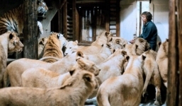 Video: Hãi hùng nam diễn viên chơi đùa với 150 con hổ khủng