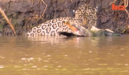 Báo đốm điên cuồng cắn xé, tiêu diệt cá sấu “khủng”