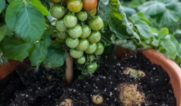 Cận cảnh cây khoai tây “đẻ” ra 500 quả cà chua