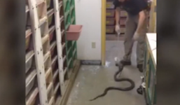 Video: Rùng mình cảnh người đàn ông cho rắn hổ mang ăn