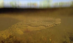 Video: Cận cảnh săn cá sấu khủng ở Australia