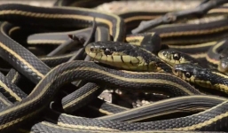 Video: Chơi đùa với hàng vạn con rắn tại động rắn ở Canada