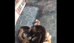 Video: Hoảng hồn phát hiện rắn nâu bụng đầy trứng trong tủ lạnh