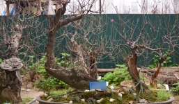 Gốc đào như củi mục giá thuê chục triệu đồng