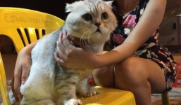 Hà Nội: Mèo khủng gây sốt mạng xã hội