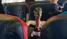 Đại gia chơi ngông mua vé máy bay cho gà