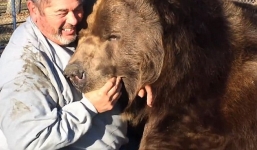 Thót tim cảnh người đàn ông để tay vào miệng gấu khủng