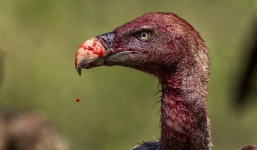 Video: Cận cảnh đàn kền kền xâu xé con mồi