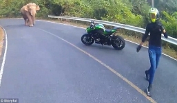 Video: Hãi hùng cảnh chạm trán với voi của cặp đôi ở giữa đường