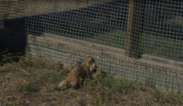 Video: Hé lộ quá trình săn mồi của chồn chân đen