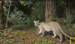 Video: Khám phá về loài báo sư tử quý hiếm và khó gặp trên thế giới