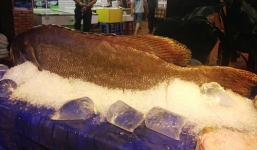 Bắt được cá mú khổng lồ nặng 160kg giá hàng trăm triệu đồng