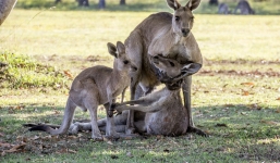 Xúc động cảnh chuột túi mẹ ôm chặt con trước khi qua đời 